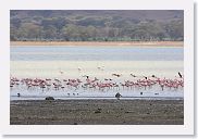 07IntoNgorongoro - 095 * Lesser Flamingos on the shore of Lake Magadi with Black-backed Jackals.